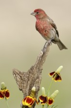 House Finch (Haemorhous mexicanus) male, Arizona, USA