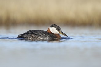 Red-necked Grebe (Podiceps grisegena), Alaska, USA