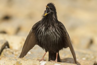 Spotless Starling (Sturnus unicolor) at coursthip display, Castile-La Mancha, Spain