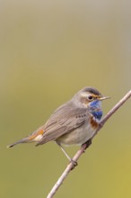 Bluethroat, (Luscinia svecica), (Luscinia svecicus), animals, birds, male, songbird, songbirds,