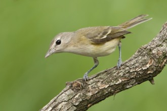 Bell's Vireo (Vireo bellii), Texas, USA
