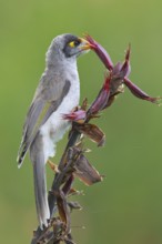 Noisy Miner (Manorina melanocephala), Australia