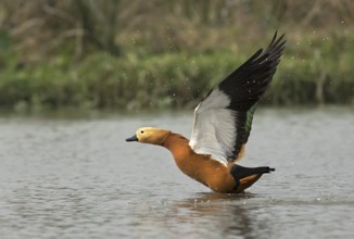Ruddy Shelduck (Tadorna ferruginea) taking flight, West Bengal, India