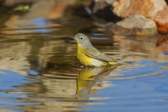 Nashville Warbler Vermivora ruficapilla Amado, Santa Cruz County, Arizona, United States 16 April