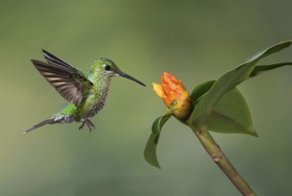Green-crowned Brilliant (Heliodoxa jacula), Costa Rica