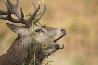 Red deer (Cervus elaphus) adult male stag animal roaring with its mouth open during the rutting