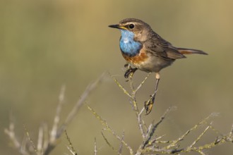 Bluethroat (Luscinia svecica cyanecula) male, Texel, Netherlands