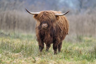 Highland cattle (Bos taurus), adult animal standing in a meadow, Reussspitz nature reserve,