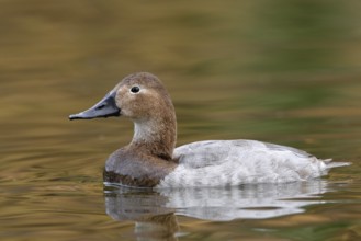 Canvasback (Aythya valisineria) female, Arizona, USA