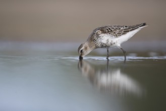 Dunlin (Calidris alpina) foraging, Mecklenburg-Western Pomerania, Germany