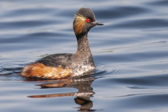 Black-necked Grebe (Podiceps nigricollis) in its plumage, Goldenstedter Moor, Goldenstedt, Lower