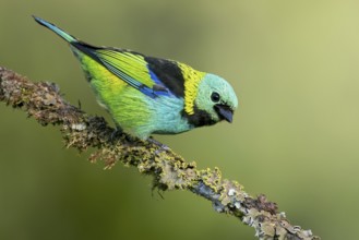 Green-headed Tanager (Tangara seledon) perched on a branch in the Atlantic Rainforest of Brazil