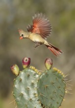 Northern Cardinal (Cardinalis cardinalis) female landing on cactus, Texas, USA