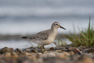 Red Knot (Calidris canutus), Schleswig-Holstein, Germany