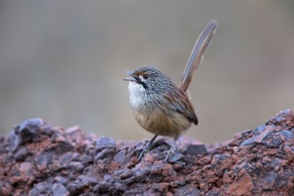 Striated Grasswren (Amytornis striatus whitei) singing from a rock, Western Australia, Australia