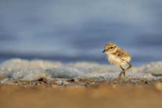 Kentish Plover (Charadrius alexandrinus) chick on beach, Spain