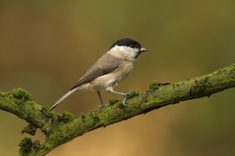 Marsh Tit (Poecile palustris), Utrecht, Netherlands
