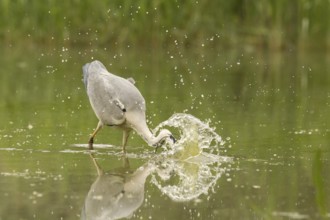 Grey Heron (Ardea cinerea) hunting, Serbia