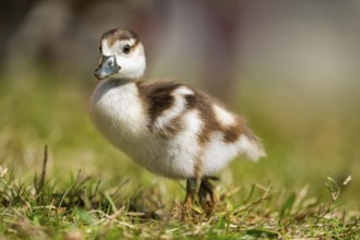 Egyptian goose (Alopochen aegyptiaca) cute chick on a meadow at the shore of a lake, Bavaria,