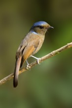 Large Niltava (Niltava grandis) female, Pahang, Malaysia