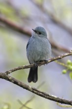 Verditer Flycatcher (Eumyias thalassinus) female, Malaysia