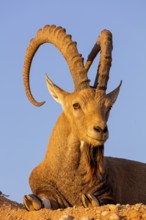 Nubian ibex, Nubian ibex, (Capra nubiana), animals, mammals, ibex, Ben Gurion's Tomb, Midreshet