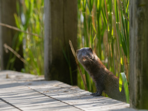 A curious mink