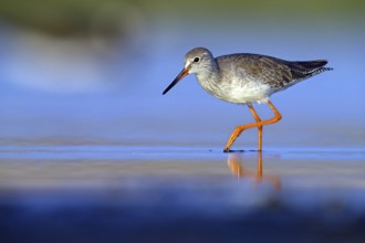 Redshank, (Tringa totanus), Animals, Birds, Snipe family, Raysut, Salalah, Sohar, Oman