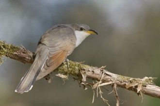 Yellow-billed Cuckoo (Coccyzus americanus) perched on a branch, Texas, USA
