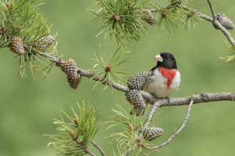 Rose-breasted Grosbeak (Pheucticus ludovicianus) male perched on a branch, Texas, USA
