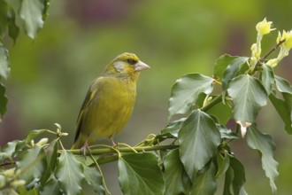 European greenfinch (Chloris chloris) adult male garden bird on an Ivy tree branch, Suffolk,