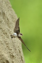 Sand martin (Riparia riparia), taking off from its breeding tube, Reussegg nature reserve, Canton