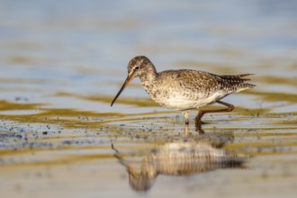Spotted Redshank (Tringa erythropus) foraging, Lesvos, Greece