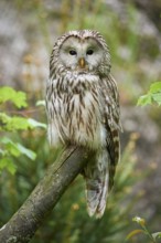 Ural owl (Strix uralensis), sitting on a branch with a natural background and observing its