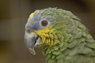 Orange-winged Amazon (Amazona amazonica), Ecuador