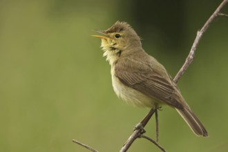 Melodious Warbler (Hippolais polyglotta) singing, Saarland, Germany