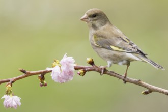 European Greenfinch (Chloris chloris) female, Rhineland-Palatinate, Germany