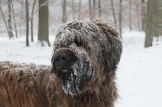 Briard, Berger de Brie in snowfall with snowflakes in fur in winter forest, Mönchbruch Nature
