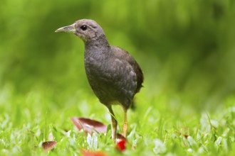 Pale-vented Bush-hen (Amaurornis moluccana ruficrissa), Queensland, Australia