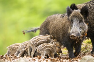 Wild boar (Sus scrofa) piglets (Squeaker) suckle milk at their mother in a forest, Bavaria, Germany
