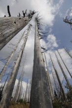 Bare tree trunks rise into the cloudy sky above sparse vegetation, Lusen, Bavarian Forest National
