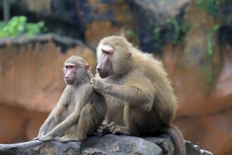 Mantled baboon (Papio hamadryas), two animals, grooming, sitting, on rocks, social behaviour
