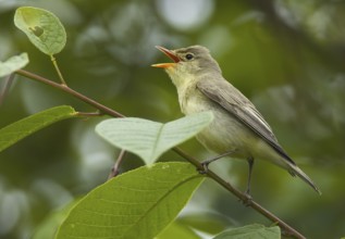 Icterine Warbler (Hippolais icterina) singing, Mecklenburg-Western Pomerania, Germany