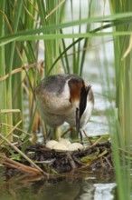 Great crested grebe (Podiceps cristatus) adult bird on a nest with four eggs on a lake, England,