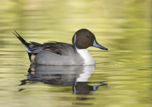 Northern Pintail (Anas acuta) male, Arizona, USA