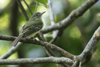 Gray-crowned Flycatcher (Tolmomyias poliocephalus) perched on a branch in the rainforest of Guyana
