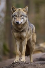 A wolf stands vigilantly in the forest and observes its surroundings, Wolf (Canis Lupus), Germany