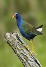 Purple Gallinule (Porphyrio martinica), Texas, USA