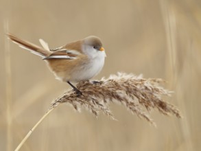 Bearded Reedling (Panurus biarmicus) female, Saxony, Germany