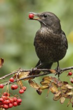 Common Blackbird (Turdus merula) female feeding on European Mountain Ash (Sorbus aucuparia)
